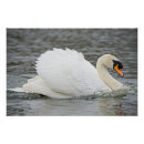 Suche nach weißer schwan poster Tierwelt