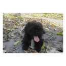 Suche nach welpen poster Hund