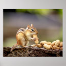 Suche nach chipmunk poster Natur