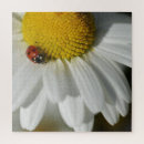 Suche nach marienkäfer puzzle Gänseblümchen