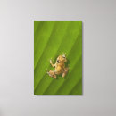 Suche nach frösche leinwandbilder Tiere im wilden