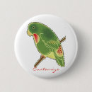Suche nach parakeet buttons Vogel