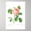Suche nach rosa centifolia poster Rose
