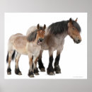 Suche nach belgier poster Pferd