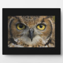 Suche nach eulen fotoplatten Vogel