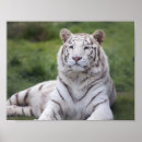 Suche nach bengalische katze poster Feline