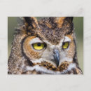 Suche nach virginia uhu postkarten Vogel