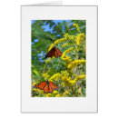 Suche nach goldrute postkarten Schmetterling