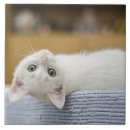 Suche nach pet fliesen Katze