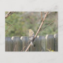 Suche nach goldfinch postkarten Wildvogel
