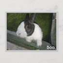 Suche nach weißer hase postkarten Niedlich