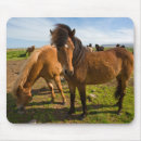 Suche nach isländisches pferd mousepads Eisland