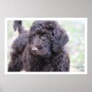 Suche nach labradoodles poster Foto