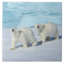 Suche nach eisbären fliesen Tier