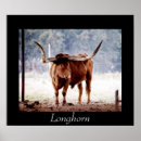 Suche nach ochse poster Longhorn