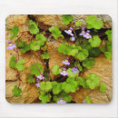 Suche nach efeu mousepads Pflanze