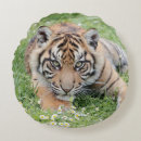 Suche nach tigerkatze Natur