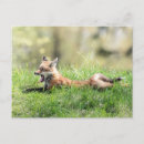 Suche nach fleischfresser postkarten Wildtiere