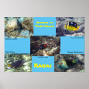 Suche nach schnorcheln poster Hawaii