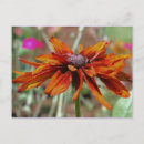 Suche nach adresse fotokarten Blumenreich