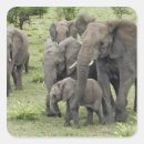 Suche nach herde aufkleber Afrika