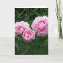 Suche nach rosa pfingstrose karten Natur