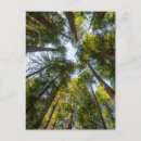 Suche nach mammutbaum postkarten Redwood nationalpark