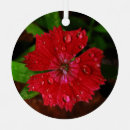 Suche nach rote blume ornamente Foto