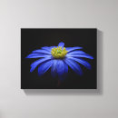 Suche nach blauer hintergrund leinwandbilder Blume