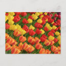 Suche nach farbige karten postkarten Tulpen
