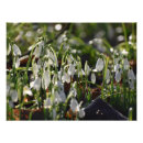 Suche nach schneefallen kunst Blume