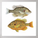 Suche nach brass poster Sonnenfisch