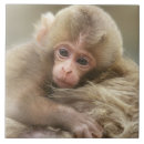 Suche nach säugetiere fliesen Niedlich