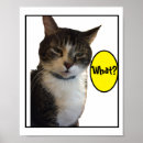 Suche nach lustig katzen poster Lustige katze