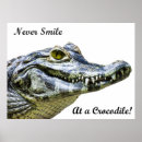 Suche nach krokodile poster Alligator