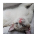 Suche nach blaues augen fliesen Katzen