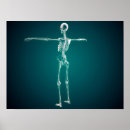 Suche nach skelettartig poster Medizin
