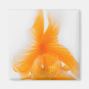 Suche nach goldfisch magnete Finale