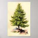 Suche nach pine tree poster Botanisch