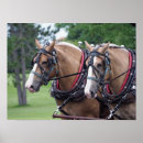 Suche nach belgisch poster Pferd