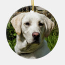 Suche nach labrador ornamente Niedlich
