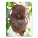 Suche nach tarsier Philippinen