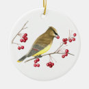 Suche nach singvogel ornamente Wintervogel