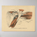 Suche nach schulter poster Anatomie