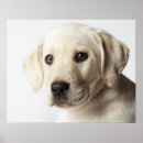 Suche nach labrador welpe poster Niedlich