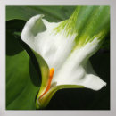 Suche nach calla lily poster Blumenreich