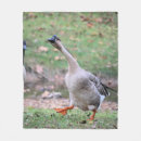 Suche nach gans decken Vogelvogel