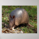 Suche nach armadillo poster Wildtiere