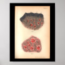 Suche nach die zelle poster Anatomie