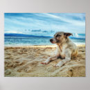 Suche nach kurzes haar poster Hund